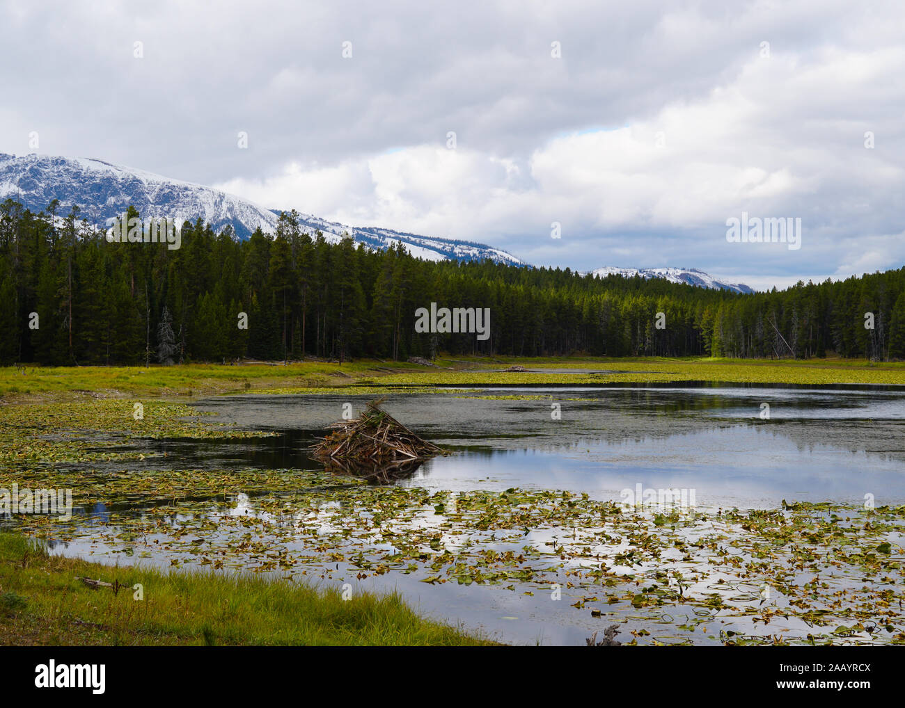 Un beaver lodge siede su un piccolo lago di montagna nel cuore del Grand Tetons National Park. Foto Stock