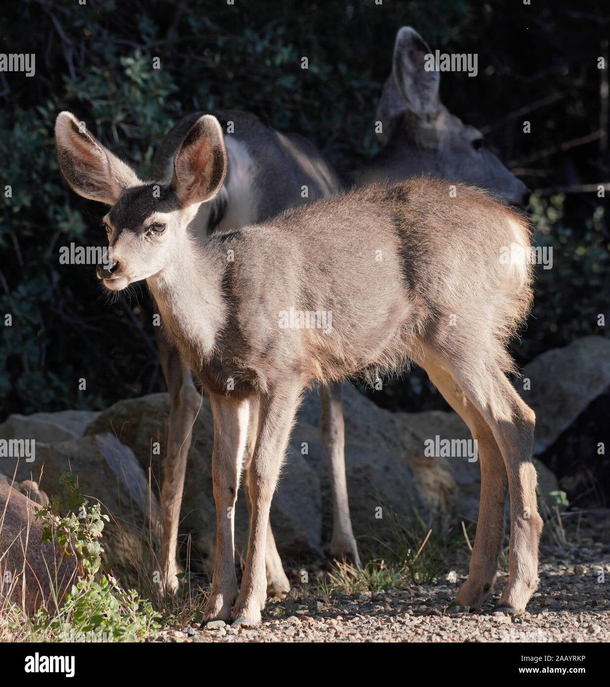 Un Mule Deer Fawn sorge nel pomeriggio la luce con la sua madre la guardia dietro. Foto Stock