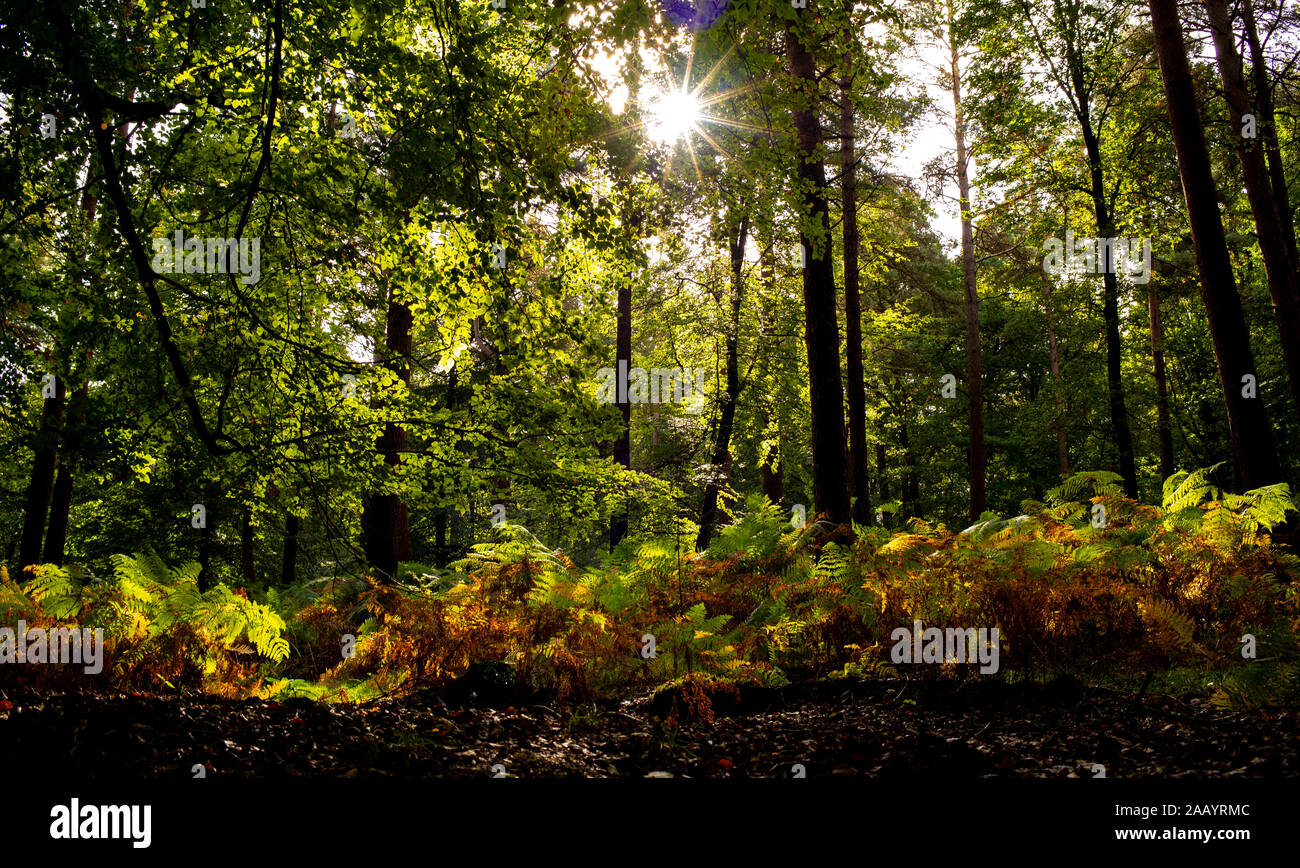 Una bella giornata di sole autunnale di scena nella nuova foresta Inghilterra Hampshire. Come le felci e foglie iniziano a ruotare dal verde al marrone il sole splende attraverso la struttura ad albero. Foto Stock
