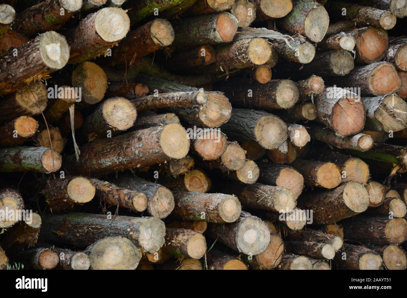 La deforestazione e il cambiamento climatico Foto Stock