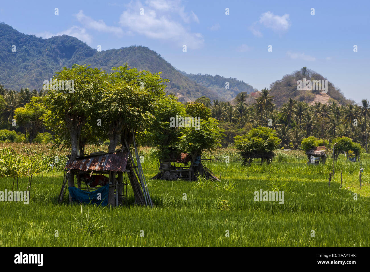 Campo agricolo con capanne, Candidasa o Candi Dasa, Bali Orientale, Bali, Indonesia, Asia sud-orientale, Asia Foto Stock