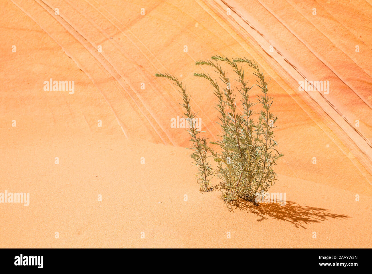 Arancione e rosa in strati di roccia arenaria creare uno sfondo dietro cinque steli di verde sagebrush piegate superiormente dal vento. Spazzola in crescita in sabbia di Foto Stock
