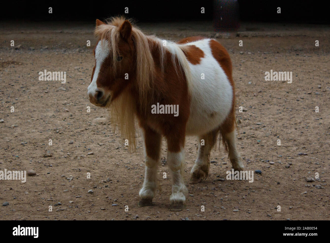 Pony a piedi in una fattoria. Pony rosso e bianco. Foto Stock