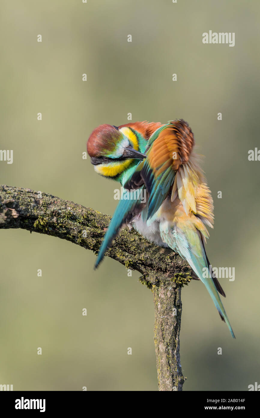 Il tempo della salute, primo piano della Comunità bee eater (Merops apiaster) Foto Stock