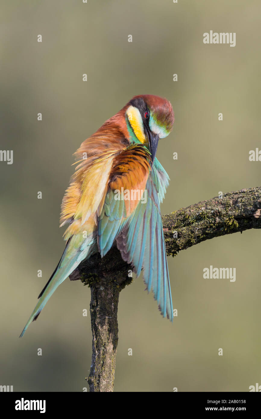 Il tempo della salute, primo piano della Comunità bee eater (Merops apiaster) Foto Stock