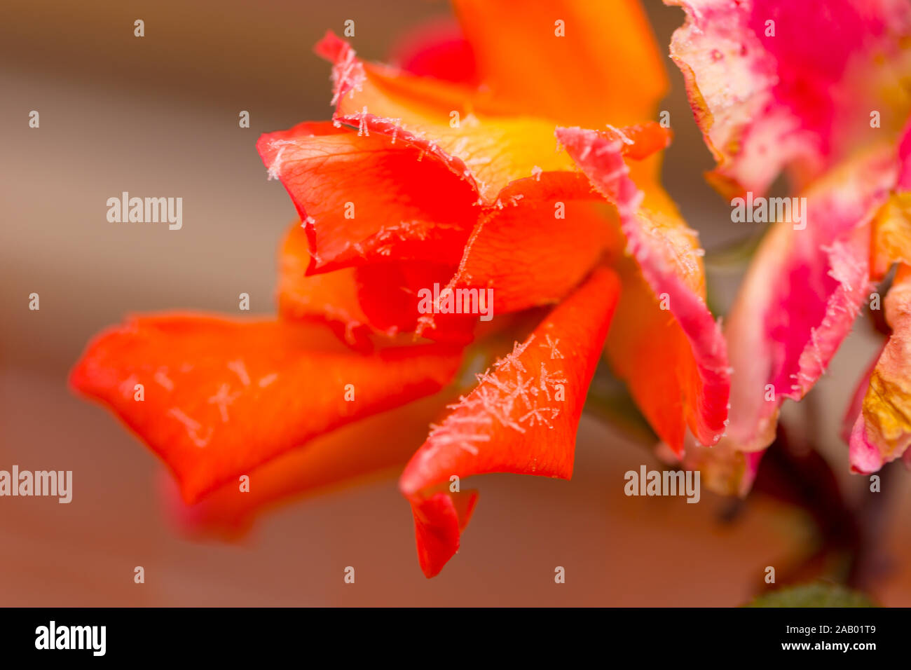 Bellissime rose che diventare più belli di rugiada al mattino d'autunno Foto Stock