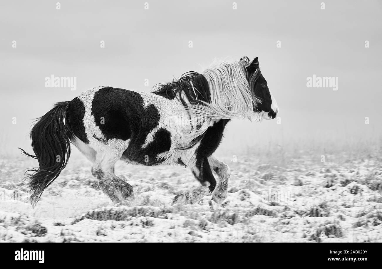 Wild Welsh Pony di montagna nella neve in bianco e nero Foto Stock