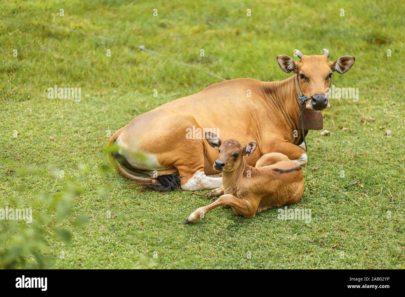 Luce tropicale Asiatica di mucca con un bambino in appoggio giacente su un prato verde. Foto Stock