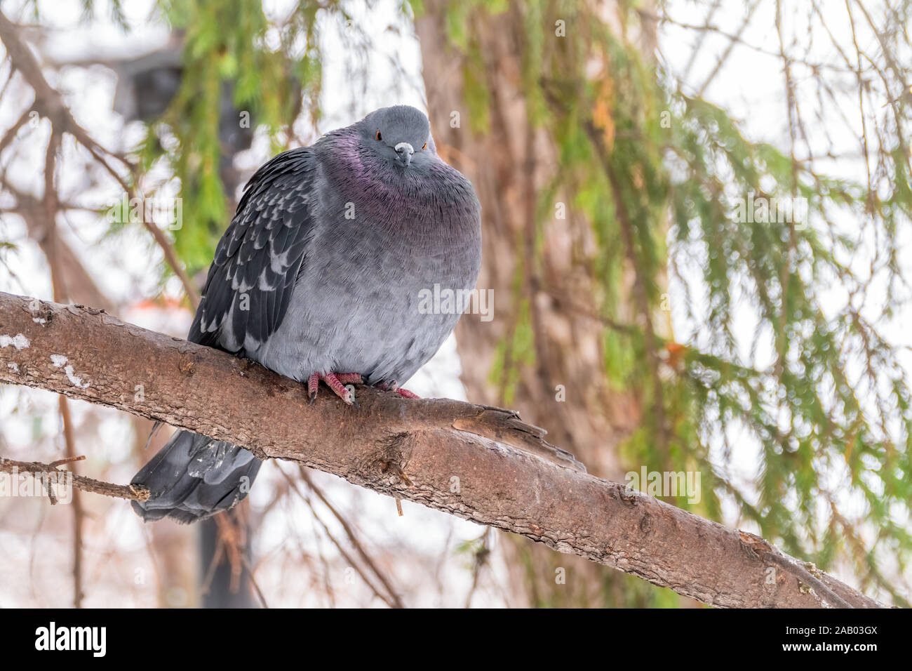 Il grasso di Pigeon è importante seduta su un ramo. Il piccione domestico bird e sfocata sfondo naturale. Grigio colomba bird. Foto Stock