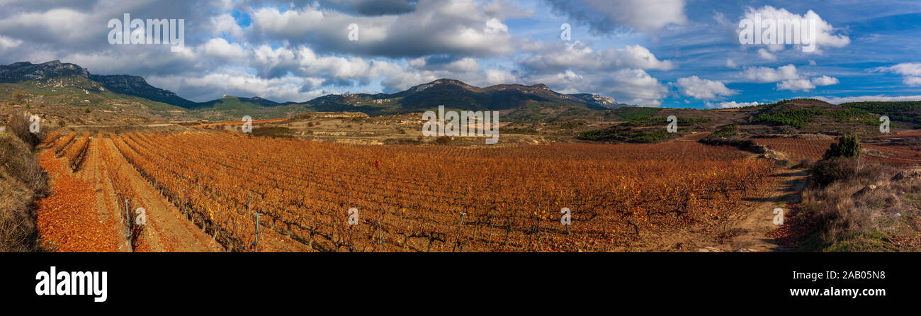 La Rioja vigneti in autunno. Spagna Foto Stock