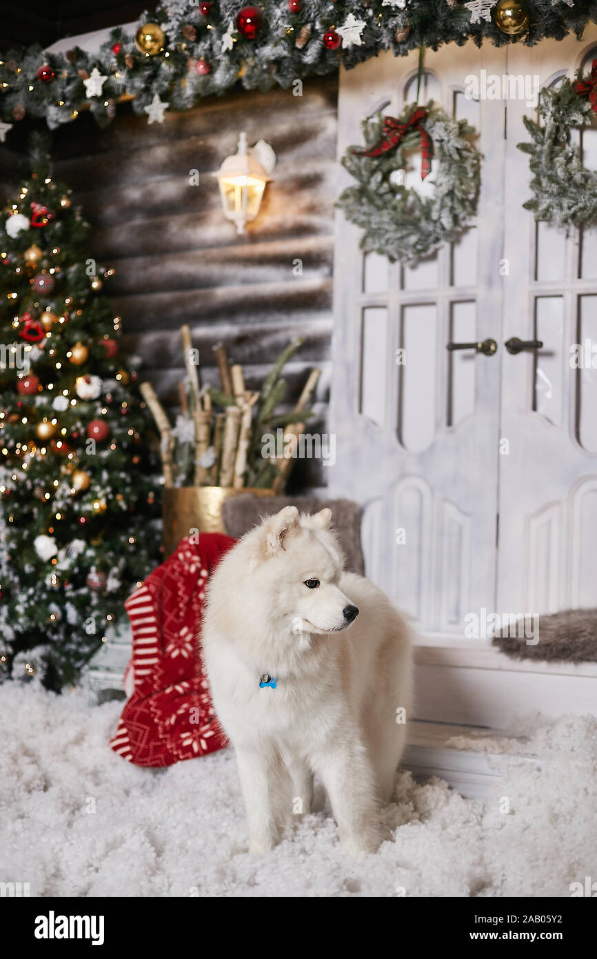 Carino soffice bianco Samoiedo cane in posa di un soggiorno vicino a albero di Natale e decorata per l anno nuovo interno. Bella bianca Samoiedo cane a Foto Stock