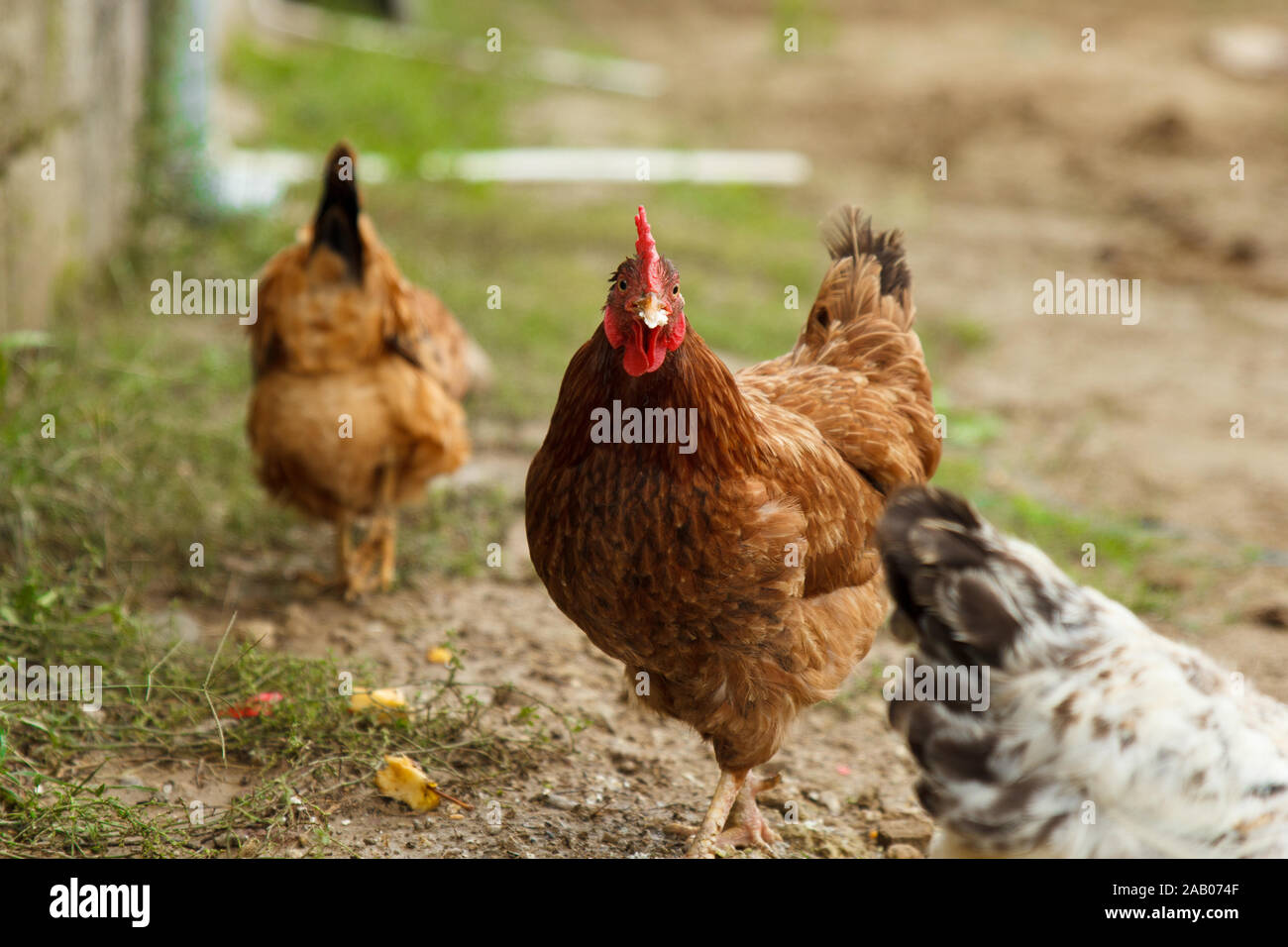 Gallina rossa che cammina in una fattoria di pollame rurale. Foto Stock