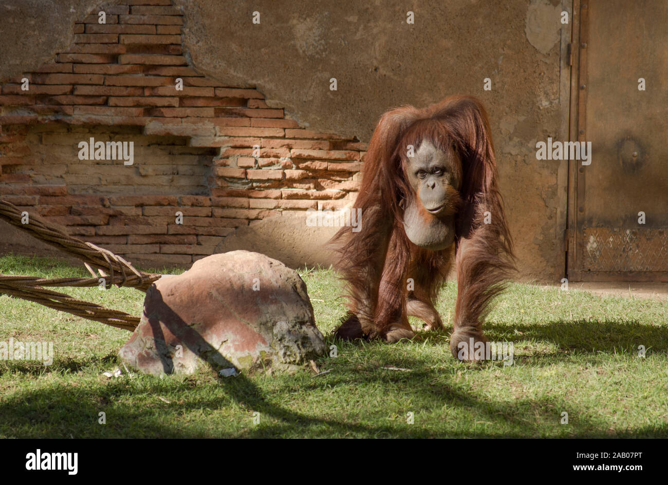 Bornean orangutan, pongo pygmaeus nel contenitore, orangutan, lo Zoo Bioparco di Fuengirola, Spagna. Foto Stock