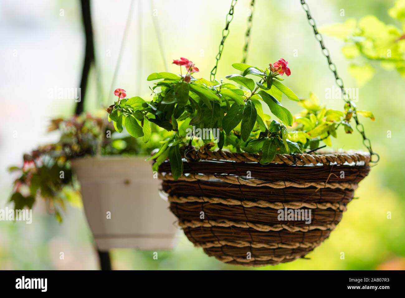 Varietà di fiori in vasi decorativi e cesti di vimini. decorazioni per il  giardino. Il giardinaggio, la coltivazione dei fiori.Fiori freschi Foto  stock - Alamy