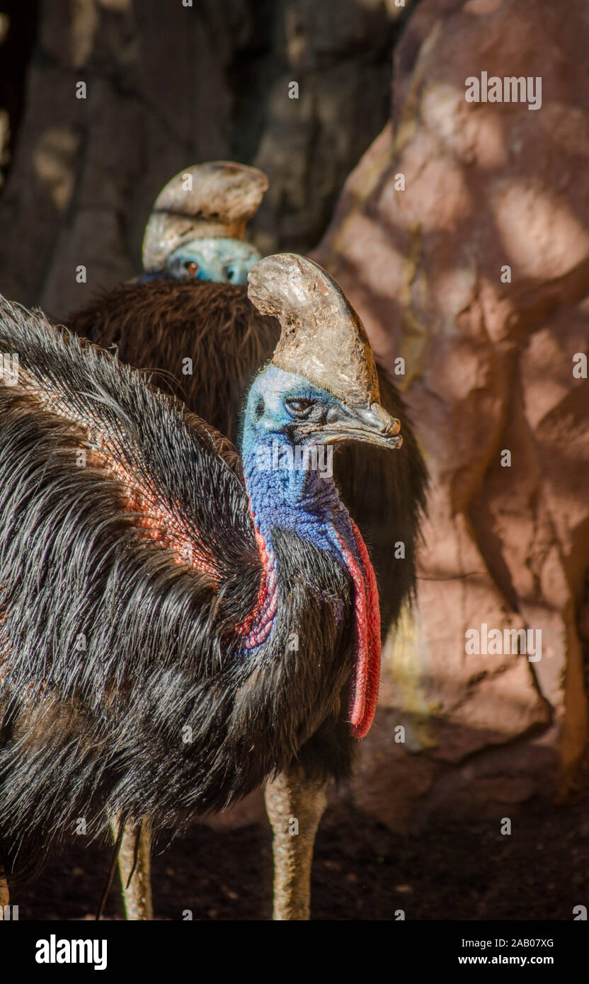 Casuario meridionale (Casuarius casuarius nel contenitore, lo Zoo Bioparco di Fuengirola, Spagna. Foto Stock