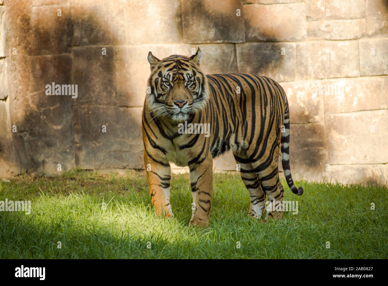 La tigre di Sumatra, Panthera tigris sumatrae nel contenitore, lo Zoo Bioparco di Fuengirola, Spagna. Foto Stock