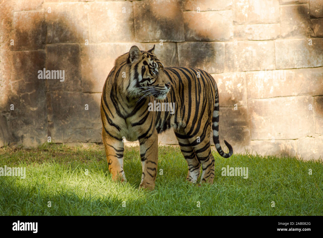 La tigre di Sumatra, Panthera tigris sumatrae nel contenitore, lo Zoo Bioparco di Fuengirola, Spagna. Foto Stock