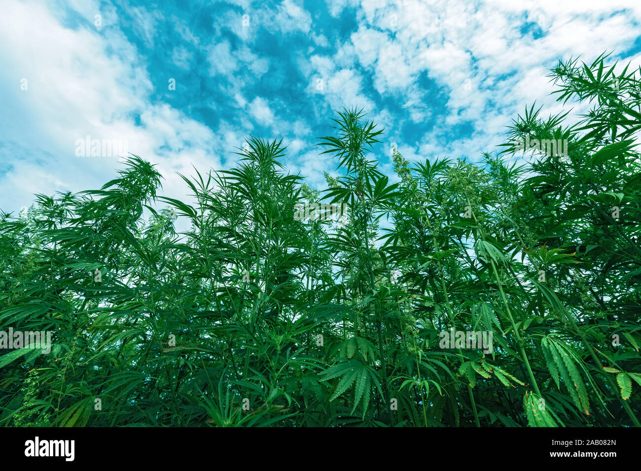 Coltivato canapa industriale campo di fattoria, Cannabis sativa specie vegetali coltivate per uso dei suoi prodotti derivati Foto Stock