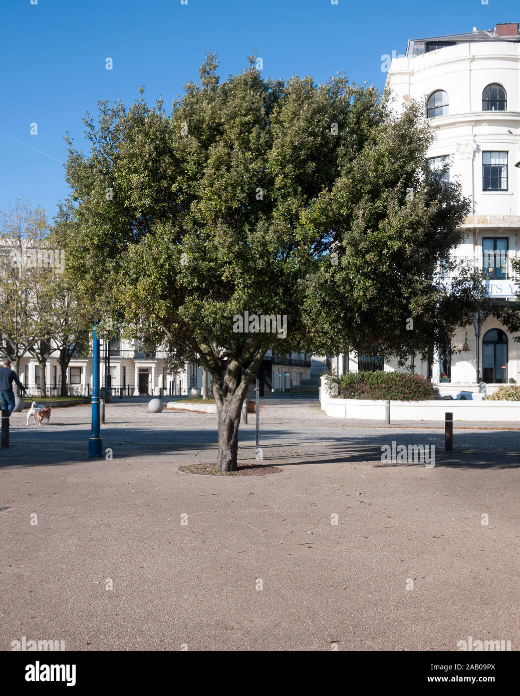 Urban leccio (Quercus ilex) tree, Marine Parade, Dover, Kent REGNO UNITO Foto Stock