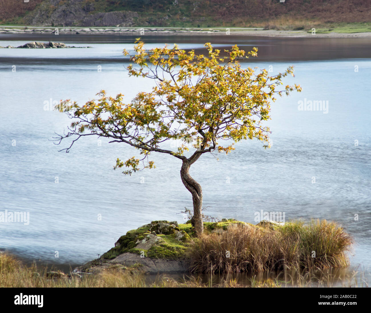 Un lone tree su di una piccola penisola, a Rydal acqua, visto da una distanza, utilizzando una lente lungo e registro esposizione per creare una configurazione di sfondo Foto Stock