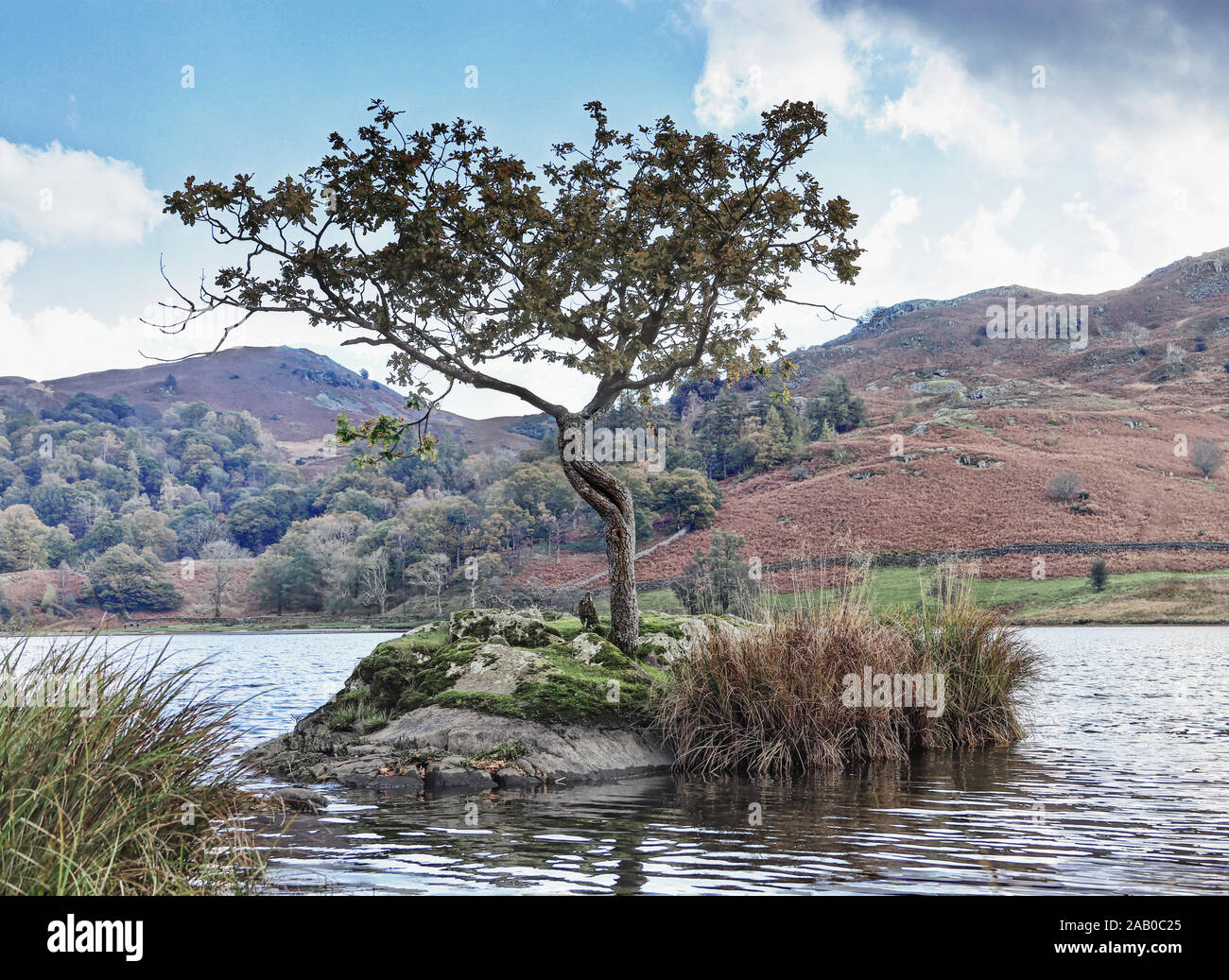 Un lone tree su di una piccola penisola, a Rydal acqua, visto da un punto basso che mostra la lontana fells e Bosco autunnale Foto Stock