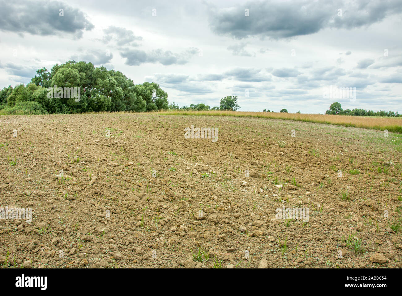 Un campo arato, alberi e nuvole grigie nel cielo. Czulczyce, Polonia Foto Stock