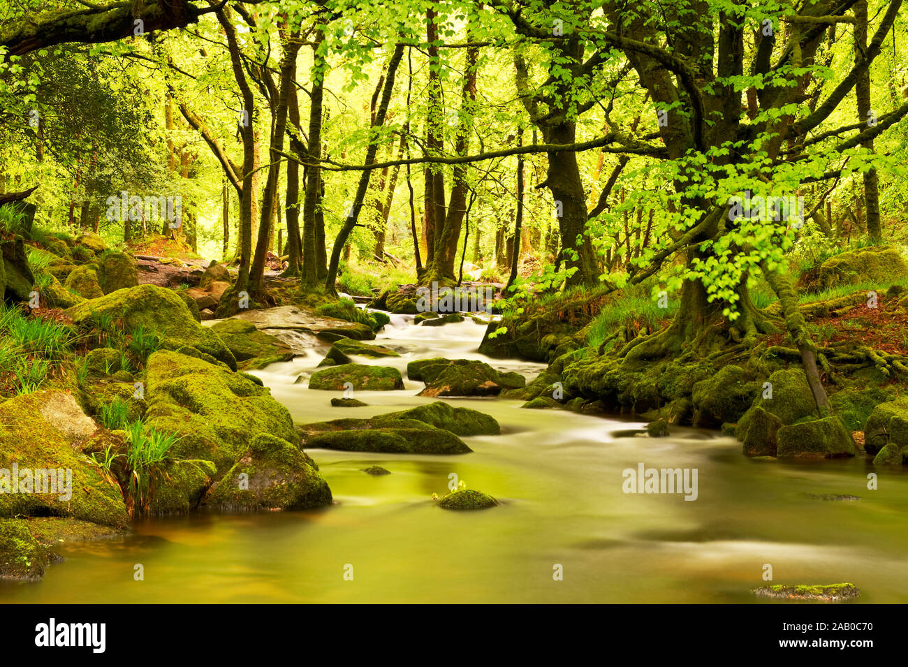 Golitha Falls - Cornwall. Una bellissima area forestale con una cascata poco profonde. La foresta è molto denso e si illumina con la luce del sole. Foto Stock