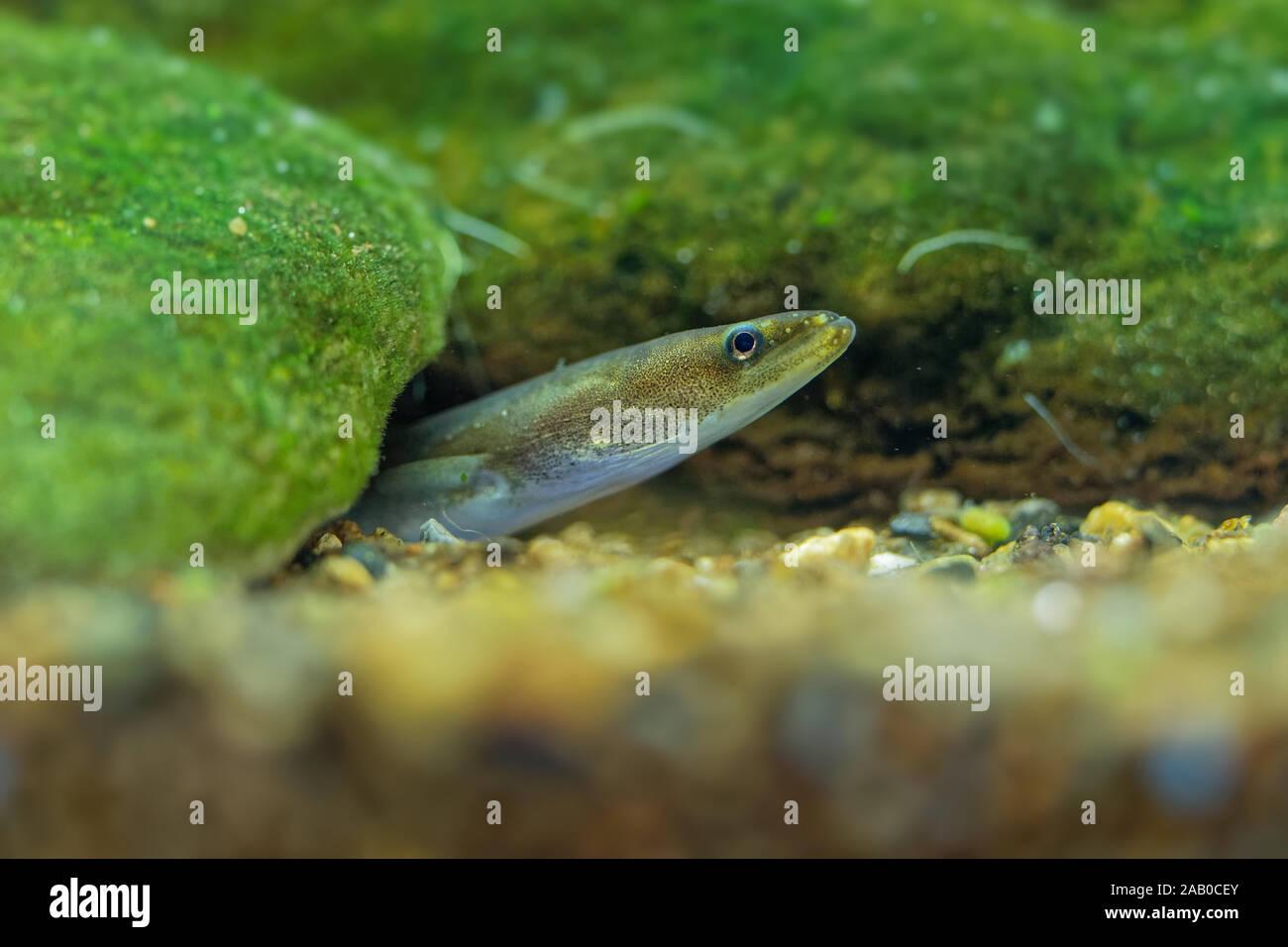L'anguilla europea - Anguilla anguilla è una specie di anguilla, un serpente-simili, catadromous fish. Esse possono raggiungere una lunghezza di 1,5 m, le anguille giovani guardando fuori di t Foto Stock