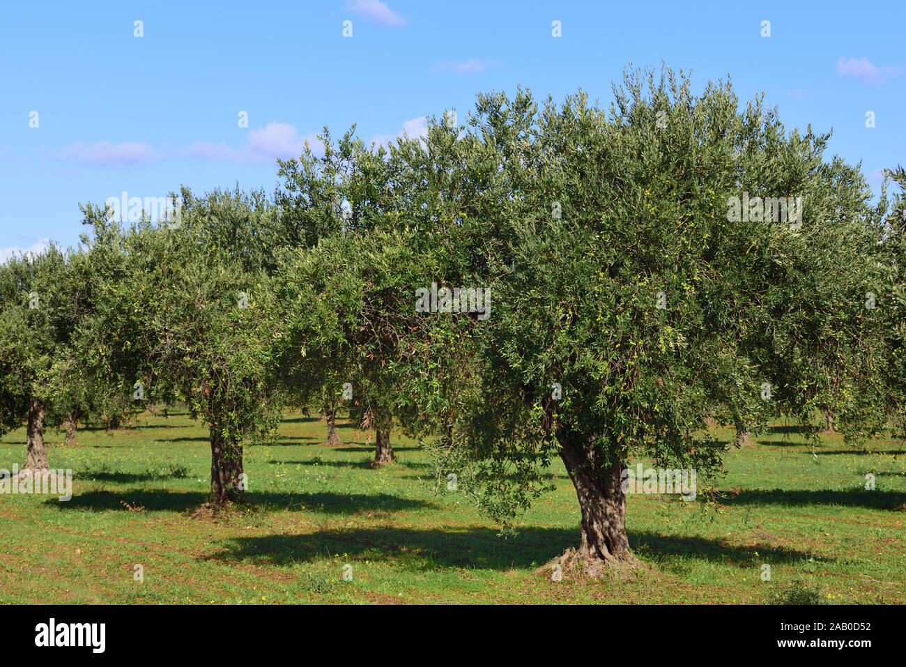 Piantagione di olivi in autunno portando le olive verdi nella parte anteriore del cielo blu sulla Sicilia in Italia Foto Stock