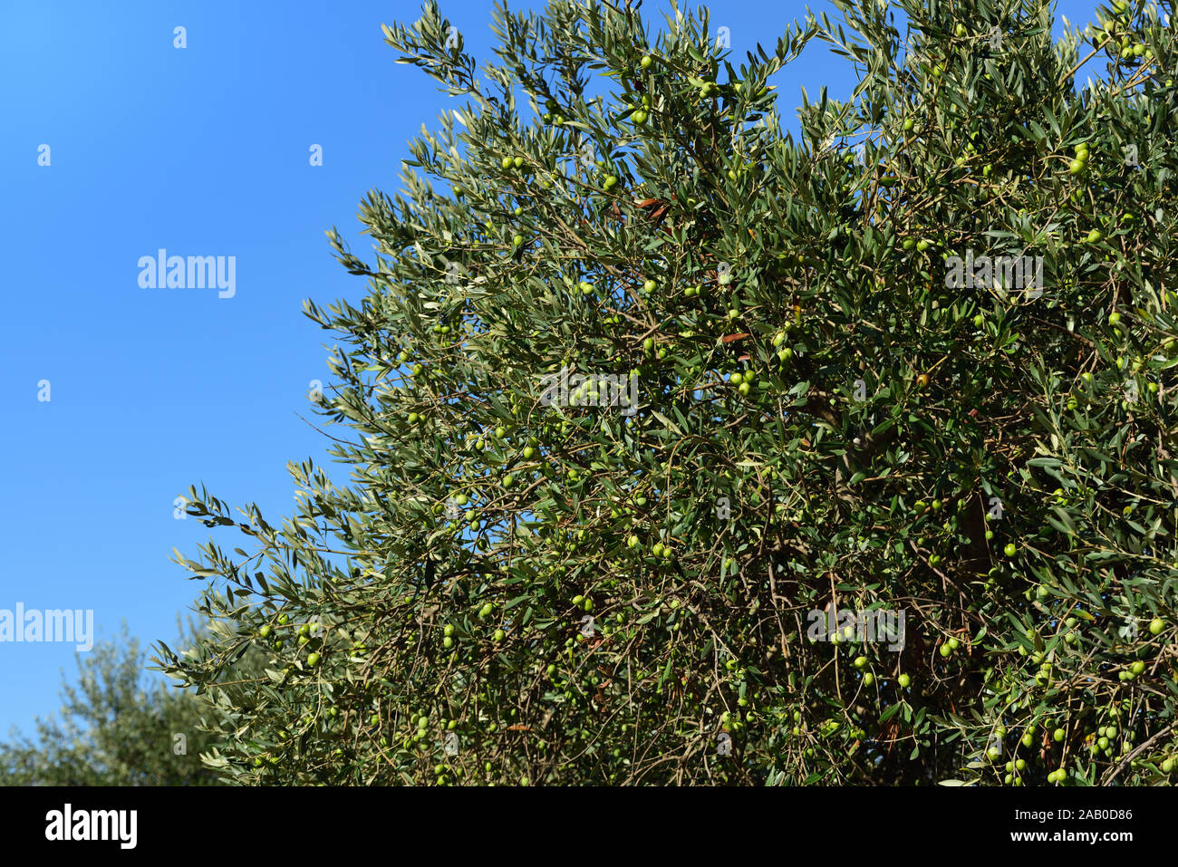 Rami, rami e le foglie di un albero di olivo con olive verdi, contro un cielo blu con sfondo sulla Sicilia in autunno Foto Stock