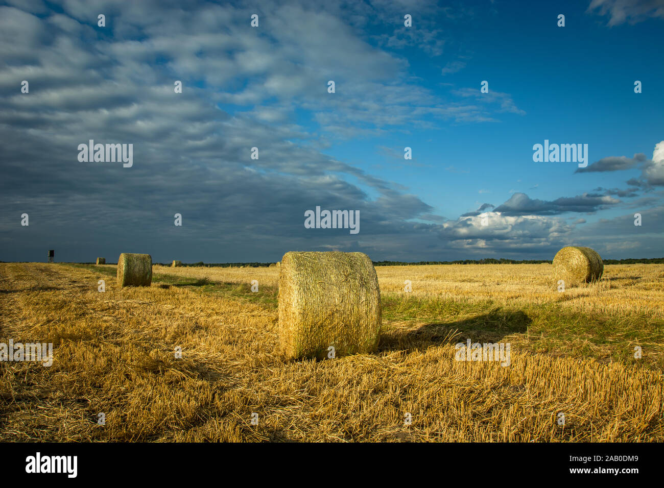 Round haystacks nel campo, grigio nuvole sul cielo blu, raccolto in Polonia orientale Foto Stock