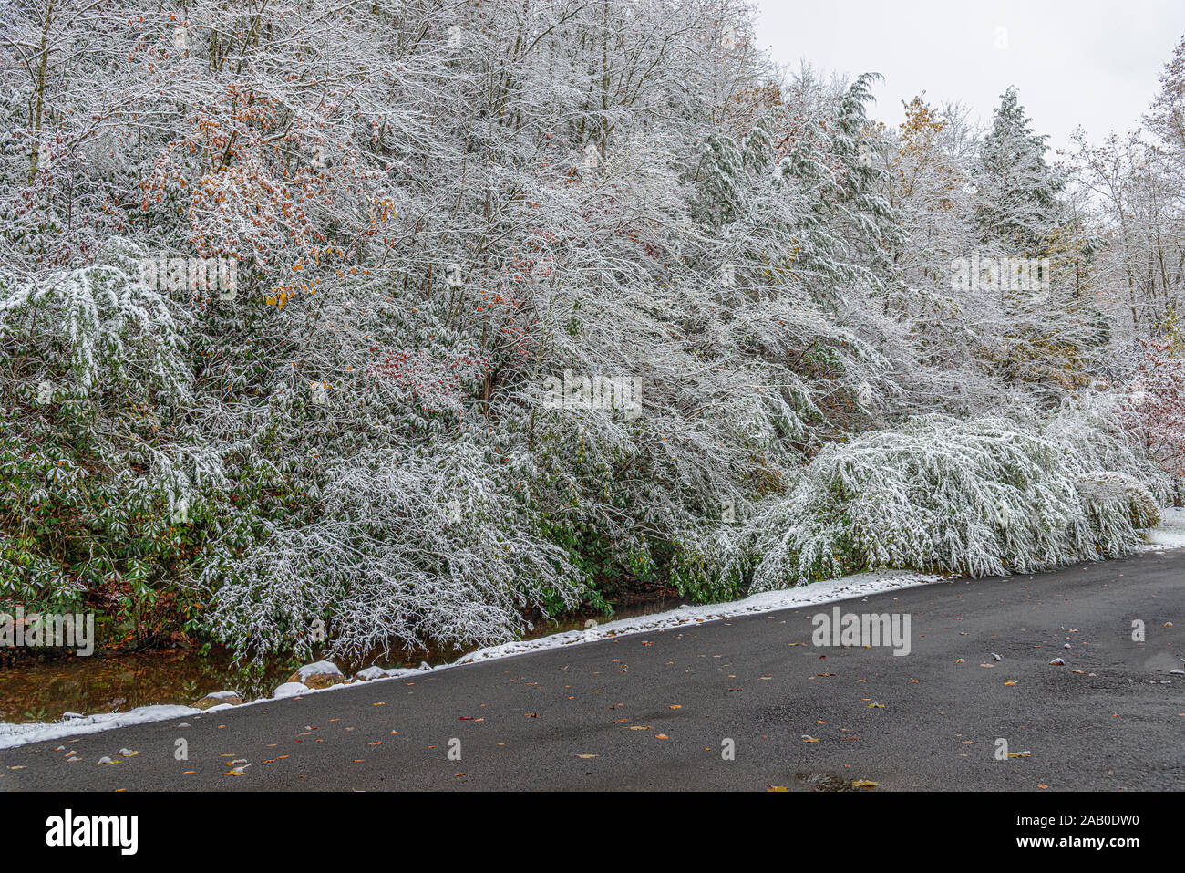 Inquadratura orizzontale di una strada di montagna passando per il ghiaccio coperto di alberi. Foto Stock