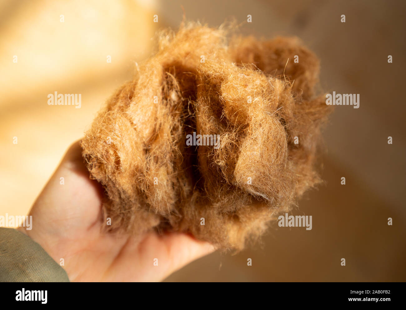 La mano di un lavoratore di contenimento delle fibre di iuta - un isolamento ecologico materiale che è ecologico e completamente riciclabile Foto Stock