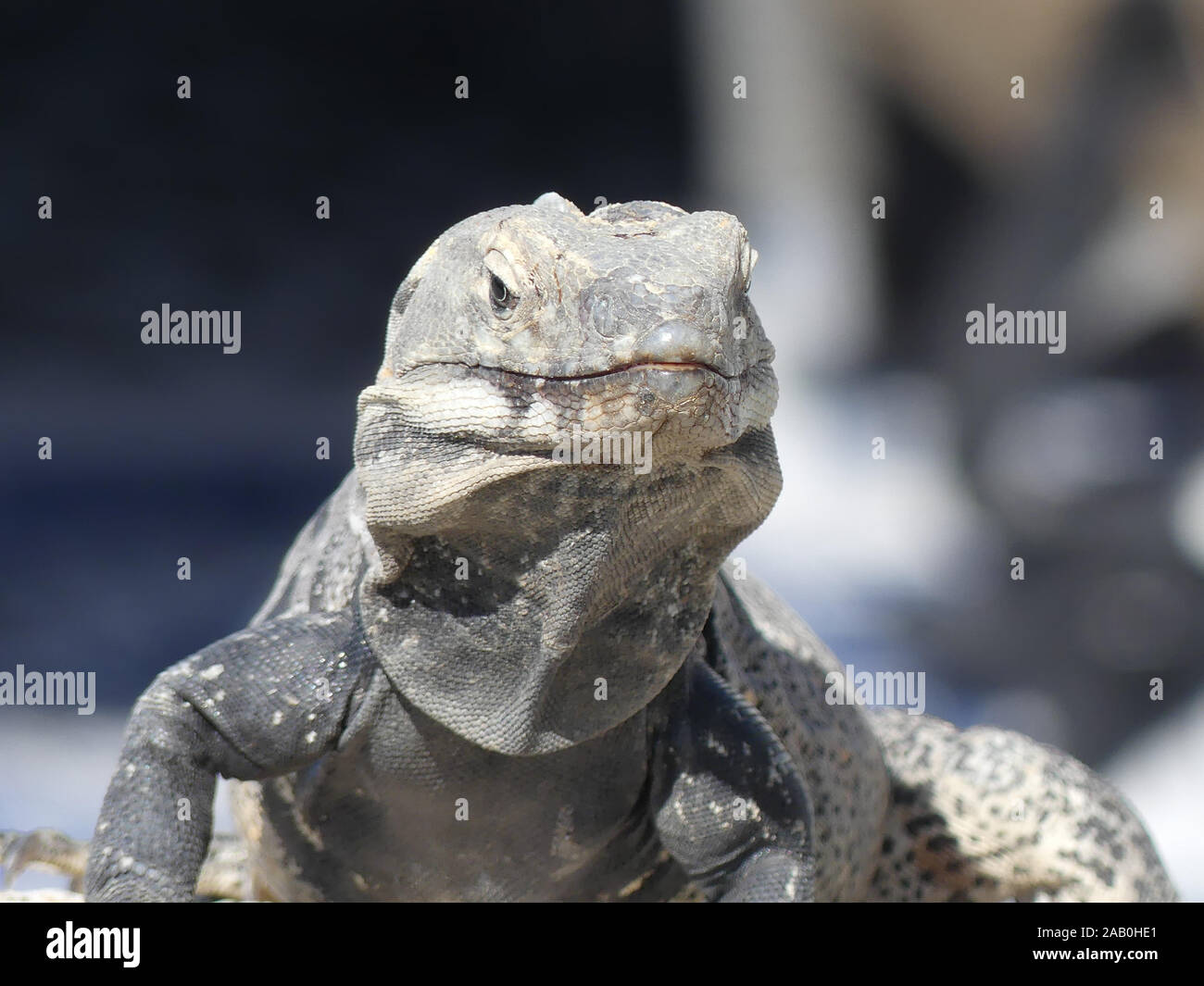 IGUANA specie sconosciuta nel sud del Messico. Foto: Tony Gale Foto Stock