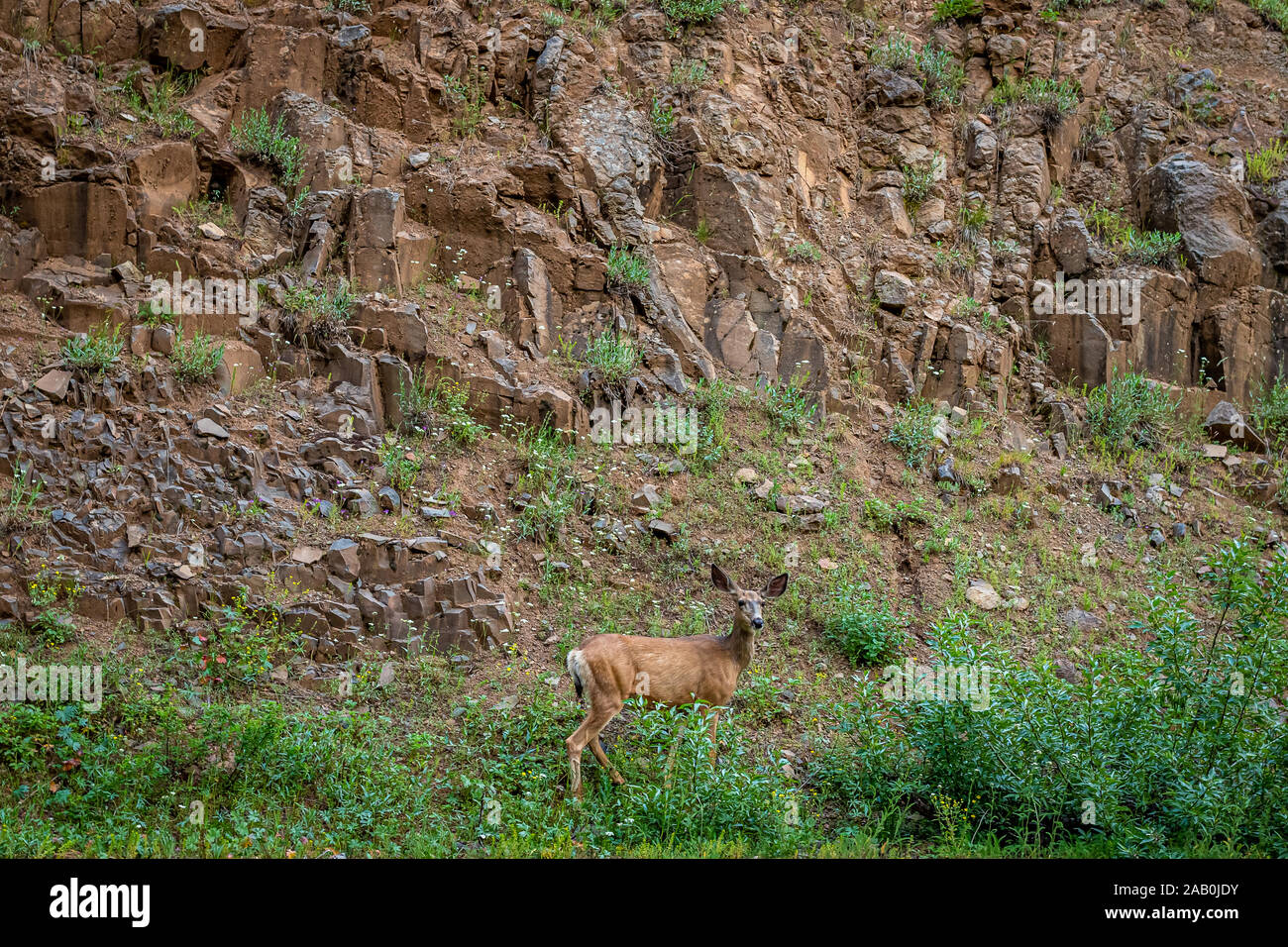 Una femmina del cervo mulo cervo foraggi per il cibo nel Wallowa-Whitman National Forest vicino a Giuseppe, Oregon. Foto Stock