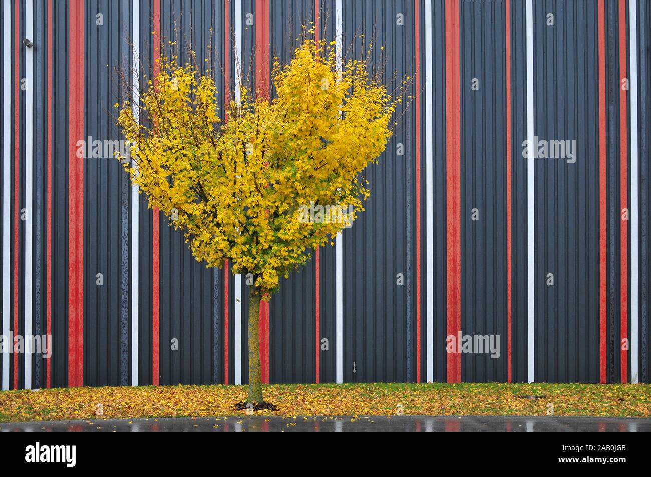 A forma di cuore acero in autunno nella parte anteriore di un magazzino, Augsburg, Svevia, Baviera, Germania, Europa Foto Stock