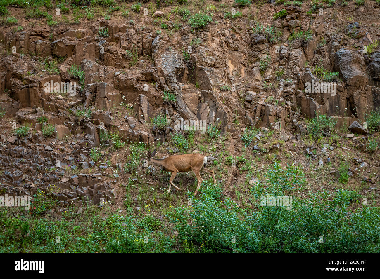 Daina dei cervi di mulo Foto Stock