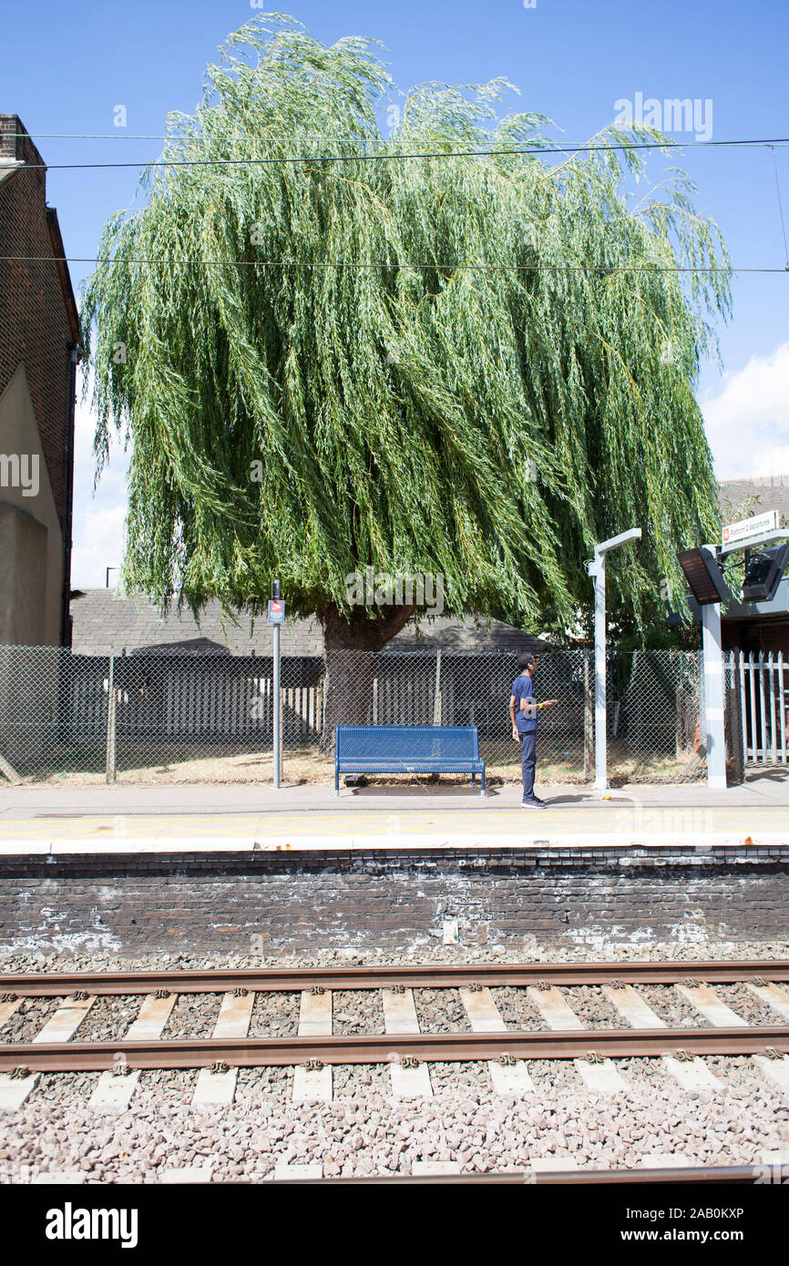 Urban Weeping Willow Tree (Salis x epulcralis) catturato in una leggera brezza alla stazione ferroviaria di Brimsdown, Enfield, Londra Foto Stock