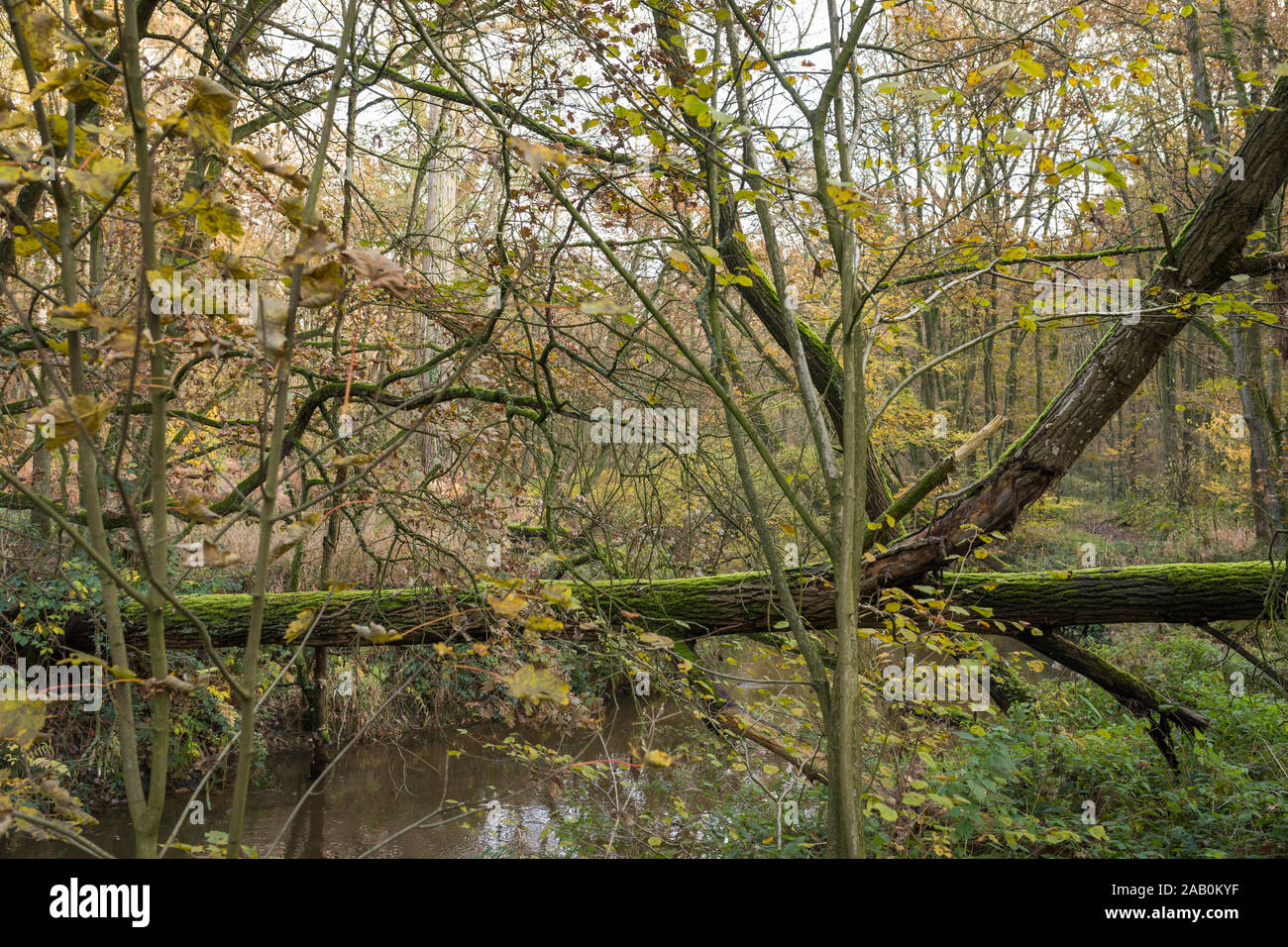 Albero caduto attraversando streamlet 'Leubeek' in autunno alla riserva naturale "Leudal', provincia Noord-Limburg, Paesi Bassi Foto Stock
