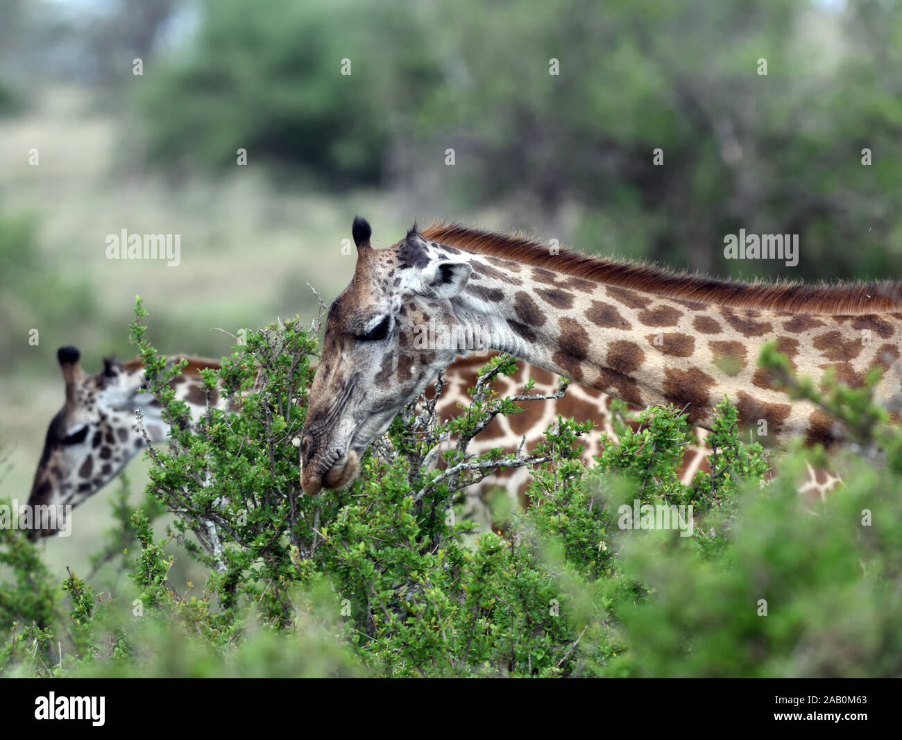 Una femmina Maasai giraffe (Giraffa tippelskirchi, Giraffa camelopardalis tippelskirchii) raccoglie foglie verdi dalla parte superiore di un arbusto spinoso. Serengeti N Foto Stock