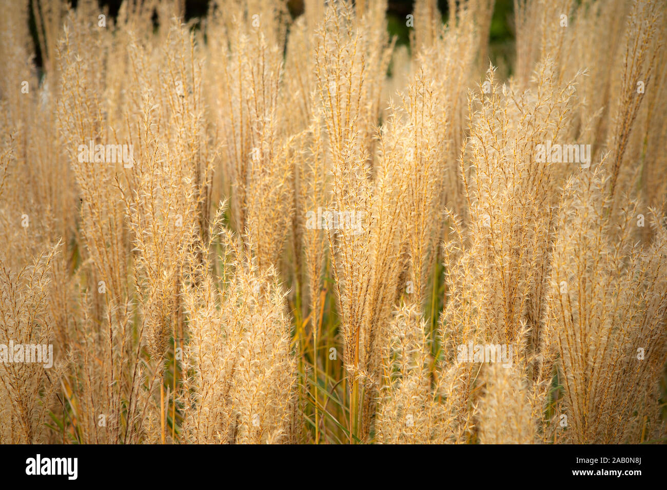 Pampas decorativo erba spikelets close up. Piume di uno spessore di erba ornamentale sfondo. Foto Stock