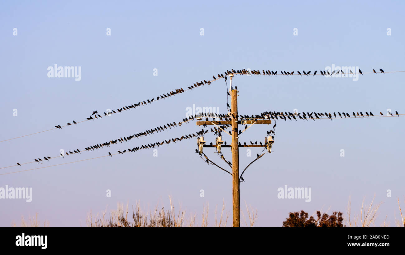 Stormo di uccelli neri che seduto su linee di alimentazione; blue sky sfondo; Merced County, California Foto Stock