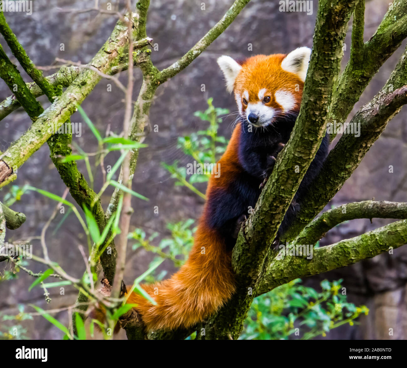 Primo piano di una panda rosso di arrampicata in un albero, in via di estinzione specie animale da Asia Foto Stock