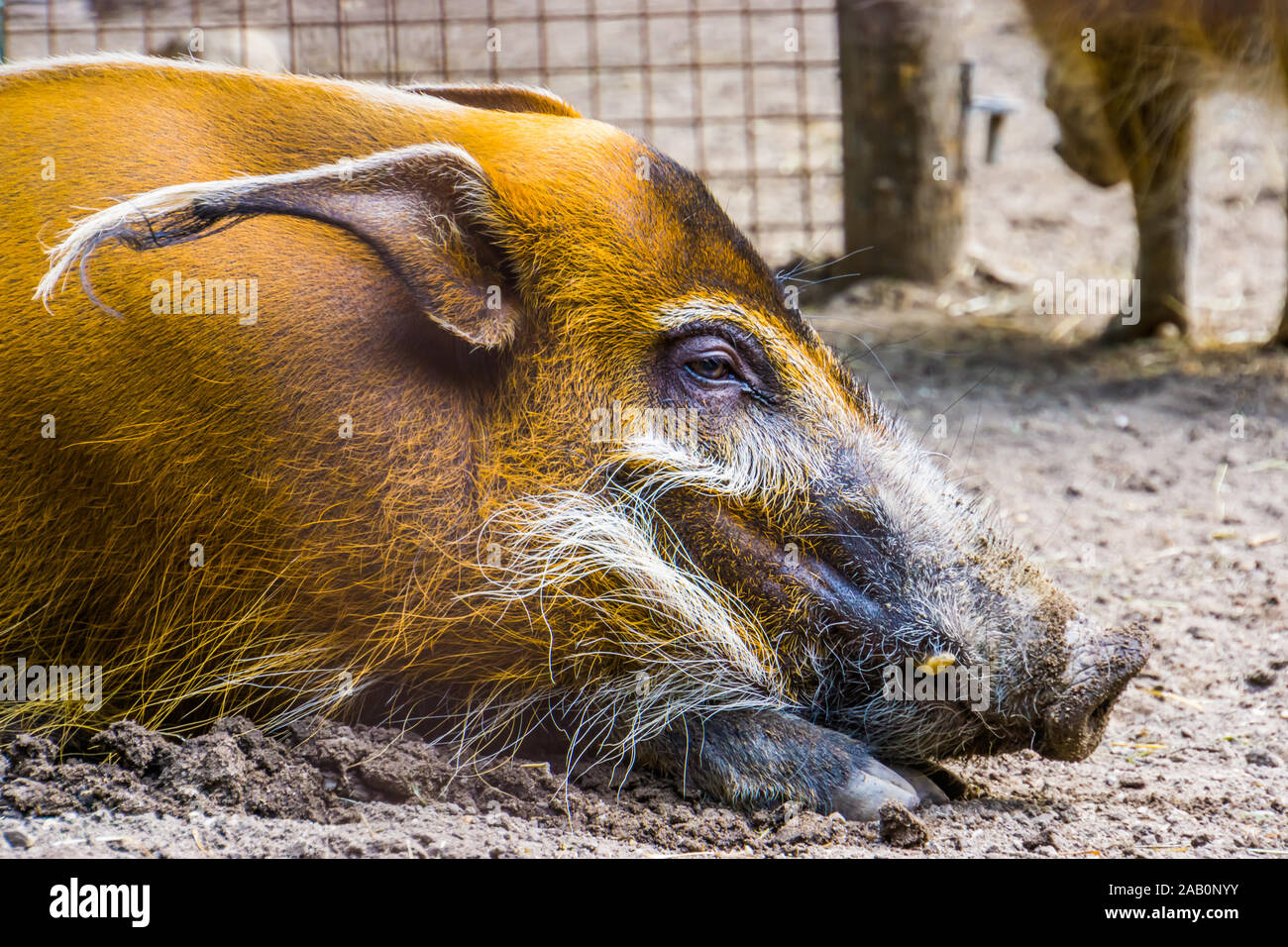 Primo piano del volto di un fiume rosso hog, tropicale Wild boar dall'Africa Foto Stock