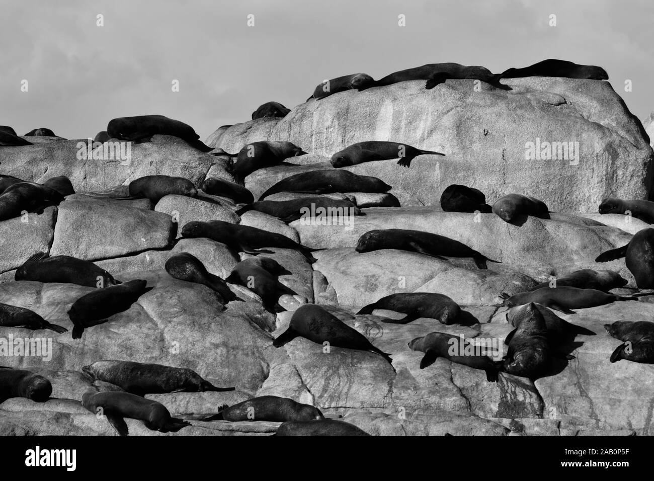 I leoni di mare che giace sulle rocce di Cabo Polonio Foto Stock