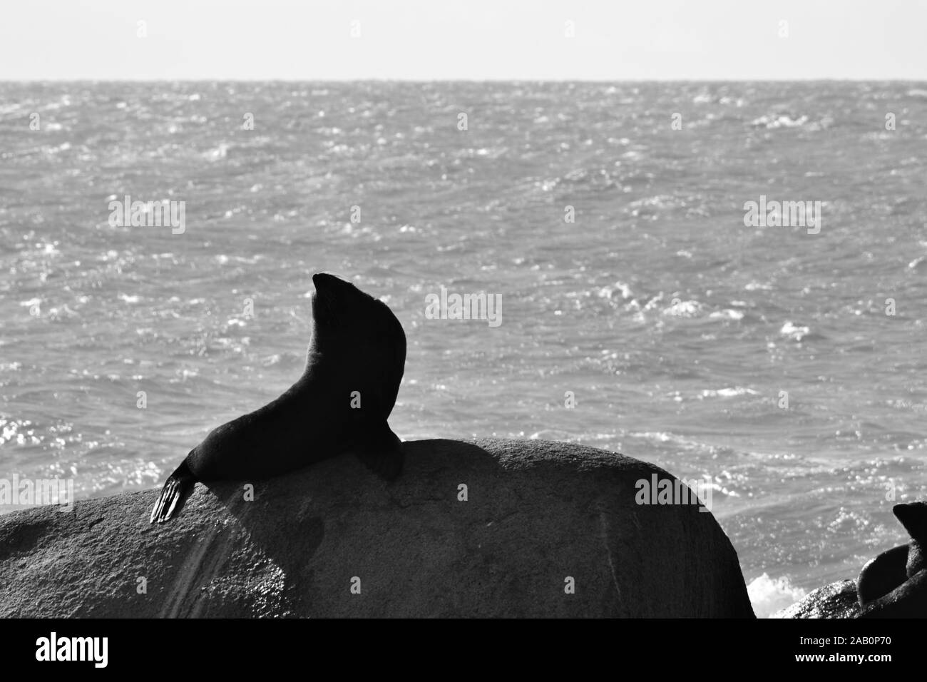Immagine in bianco e nero di un leone di mare in piedi su una roccia con l'Oceano Atlantico in background Foto Stock