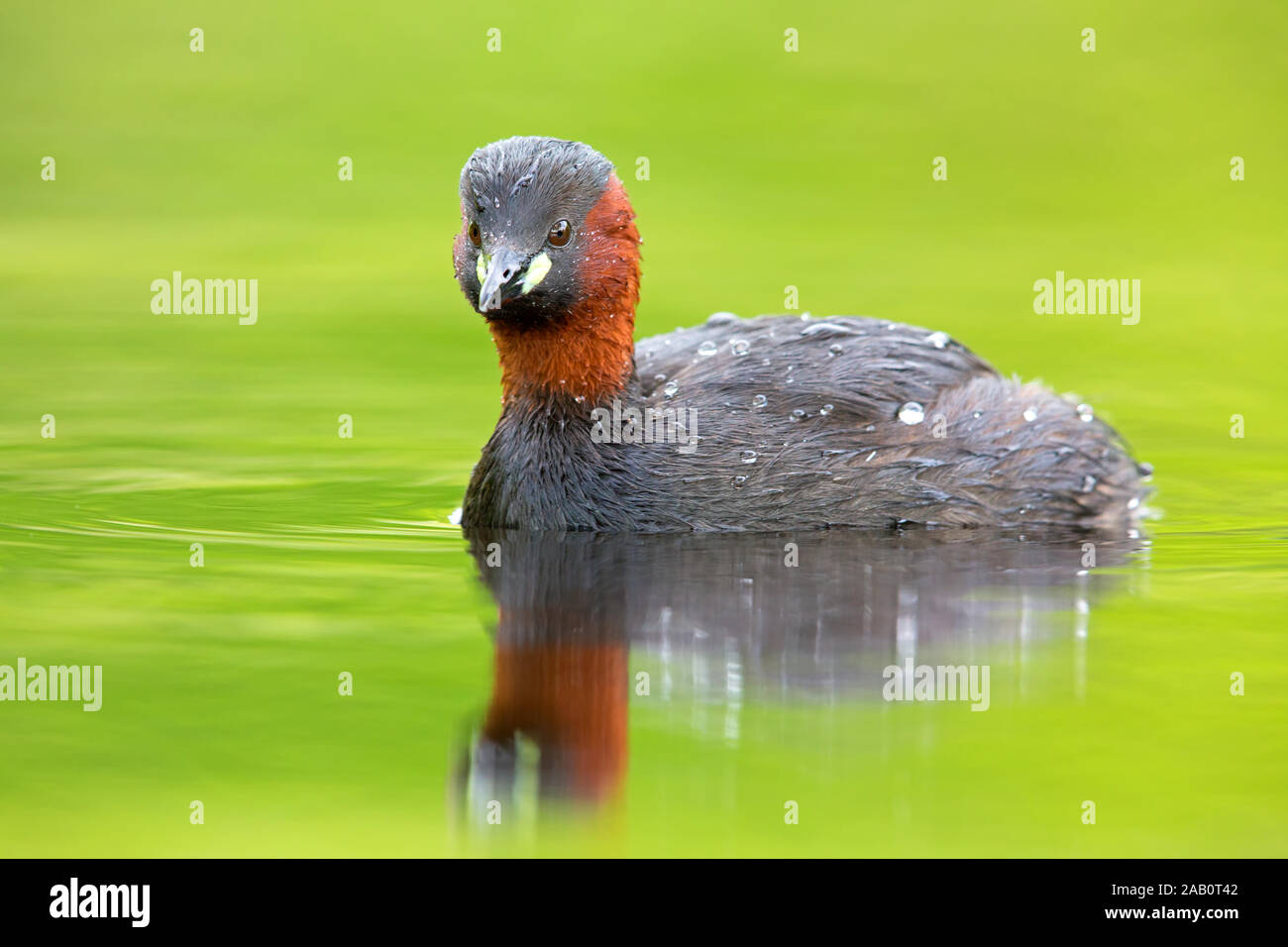 Zwergtaucher, Podiceps ruficollis Foto Stock