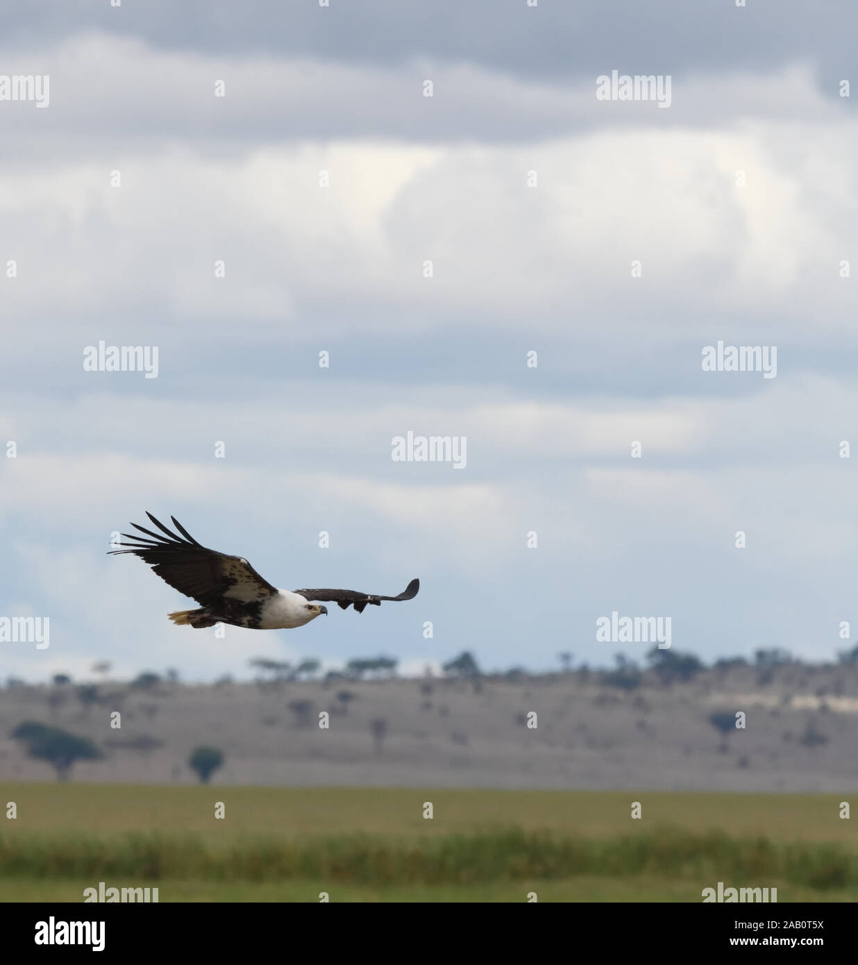 Un pesce africano eagle (Haliaeetus vocifer) scivola al di sopra di un tratto di acqua in corrispondenza del bordo di Silale palude. Parco Nazionale di Tarangire e, Tanzania. Foto Stock