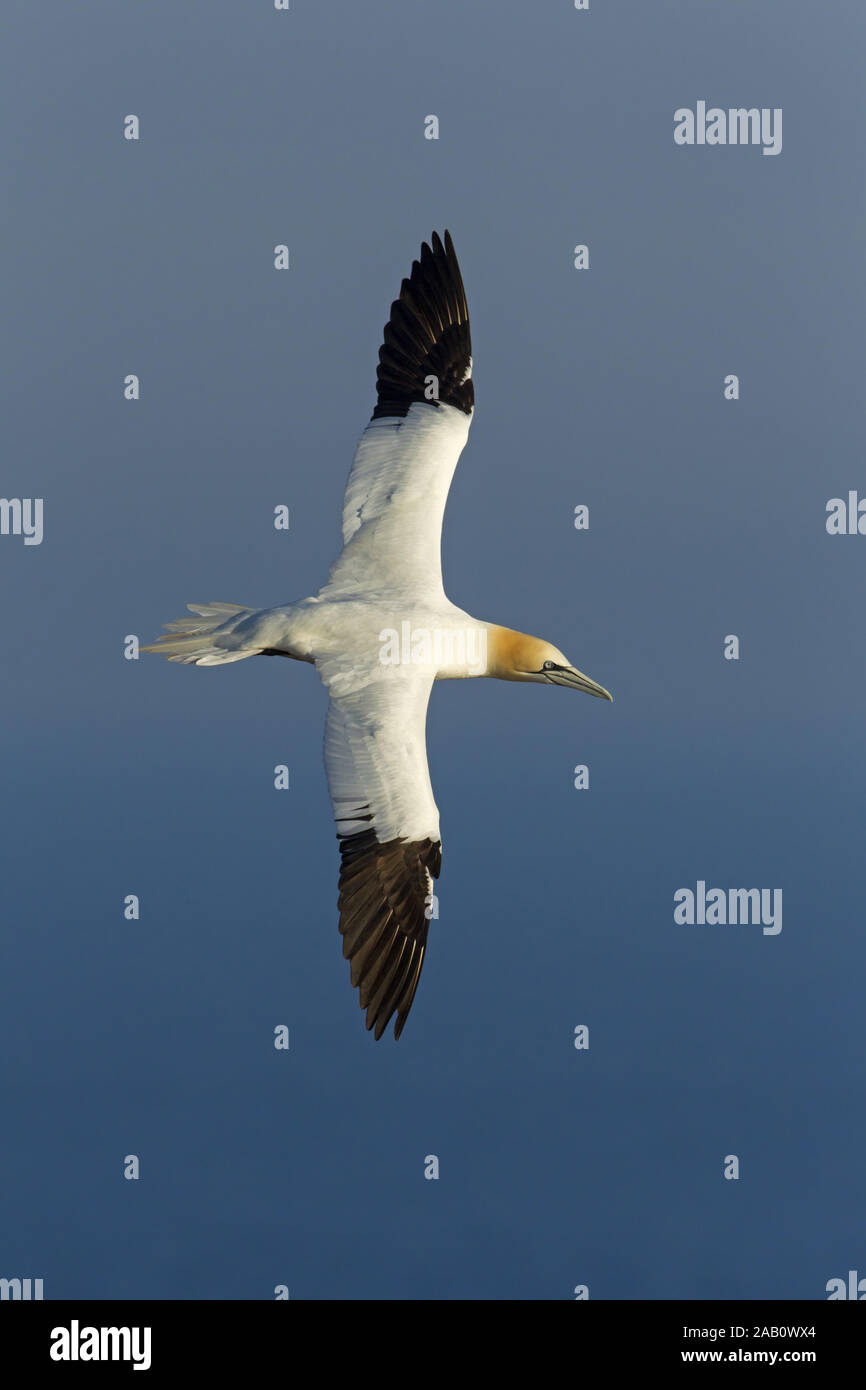 Basstölpel, Baßtölpel, Northern Gannet, Gannett, Sula bassana, Morus bassanus, Fou de Bassan, Alcatraz Atlántico Foto Stock