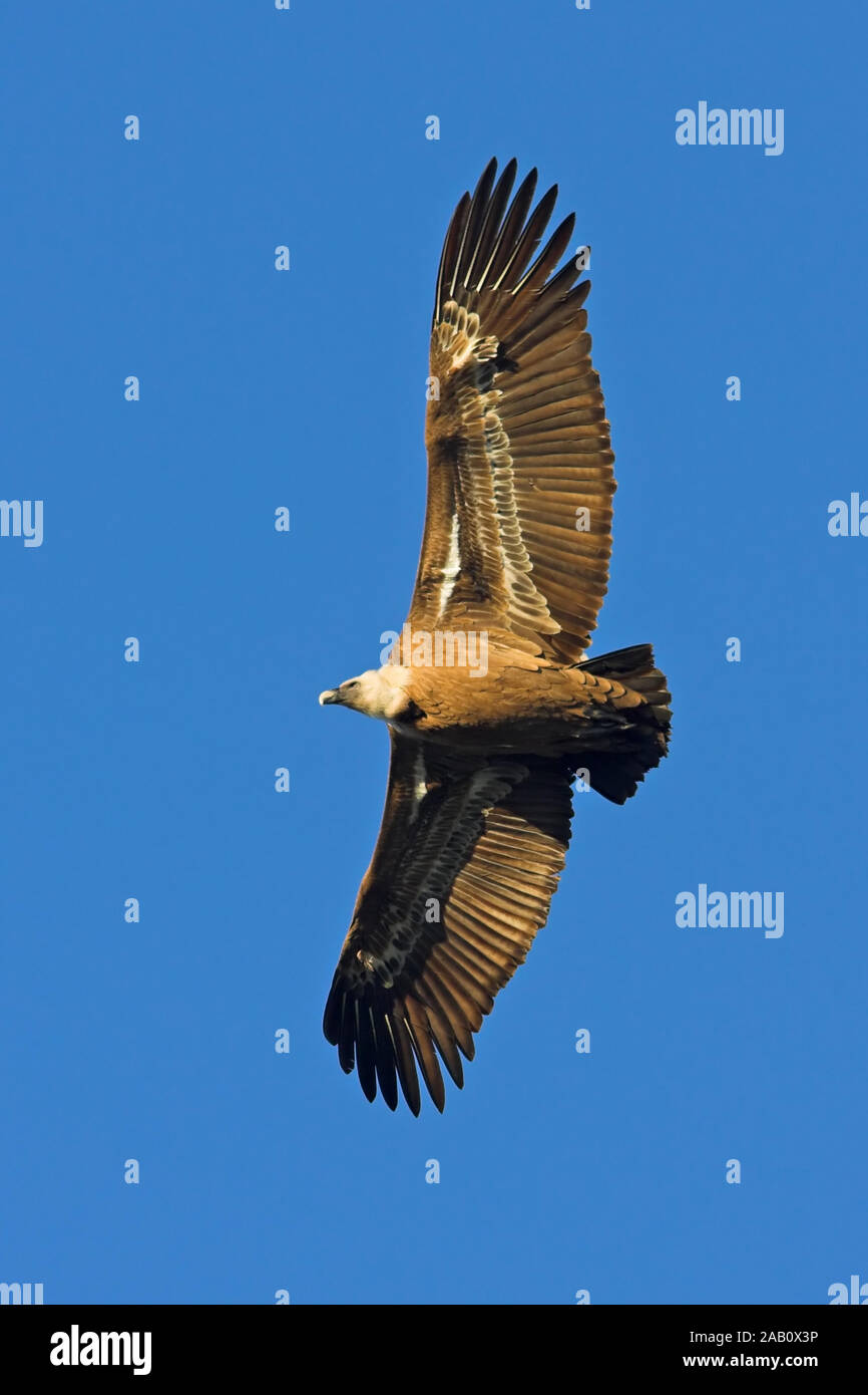 Gänsegeier Eurasian avvoltoio grifone Eurasian Griffon Gyps fulvus Vautour fauve Buitre Leonado Foto Stock